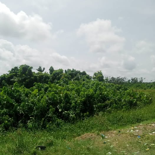 May be an image of longan, grass and tree